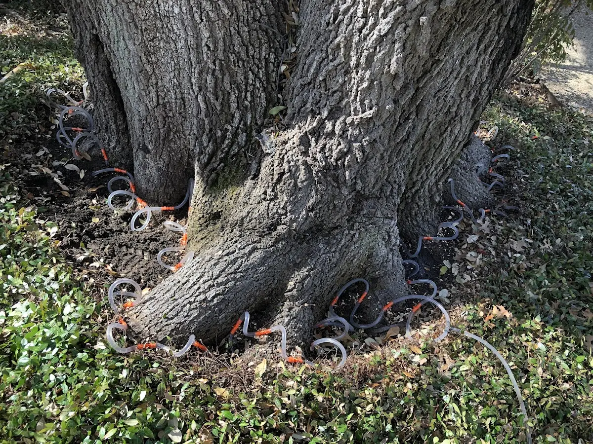 Detailed Tree Cabling and Bracing job site in Dighton