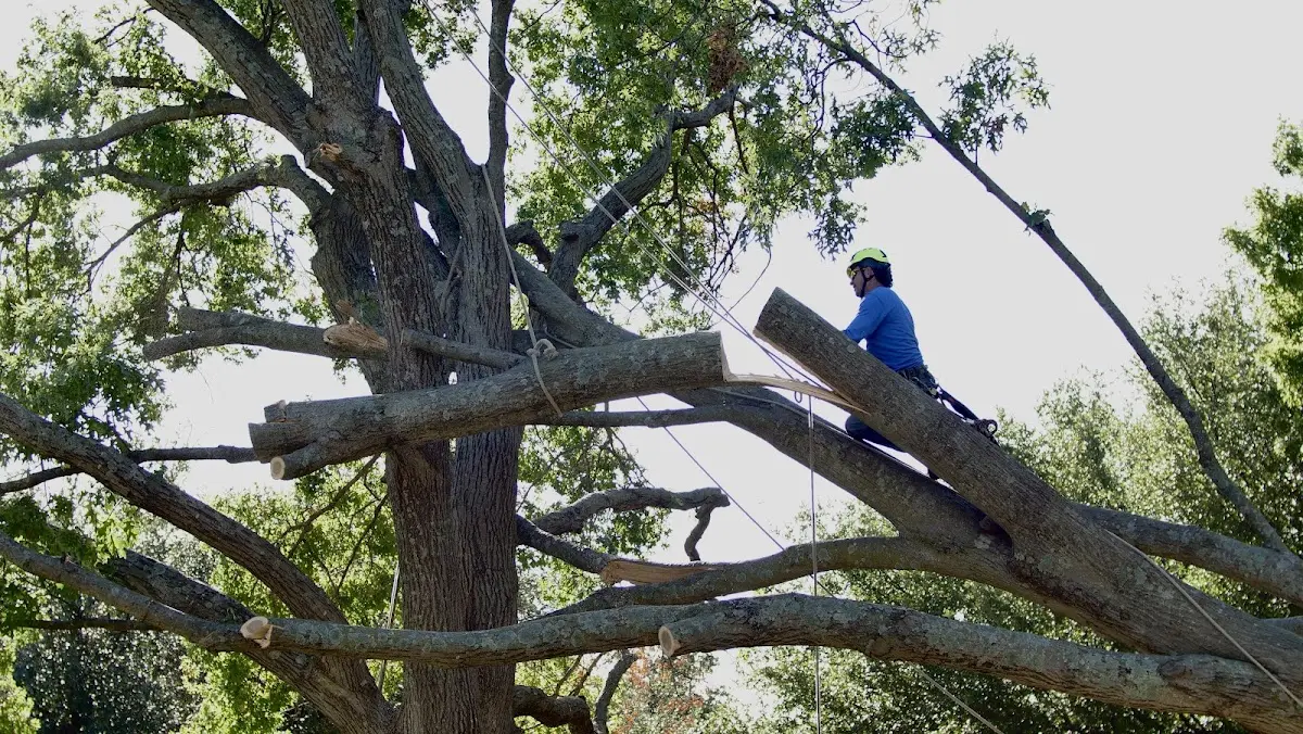Professional Crown Thinning performed by certified arborists in Dighton