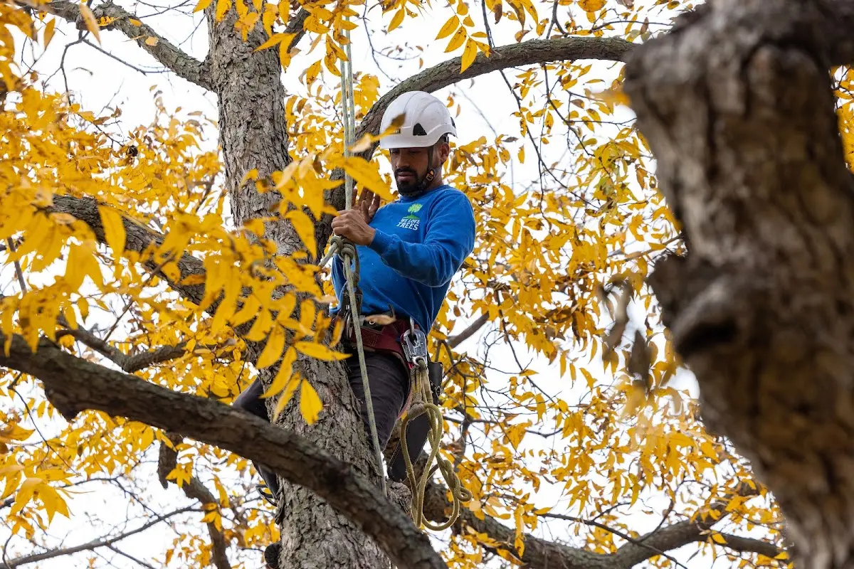 Skilled Tree Transplanting crew working in Dighton